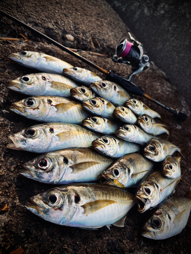 アジの釣果