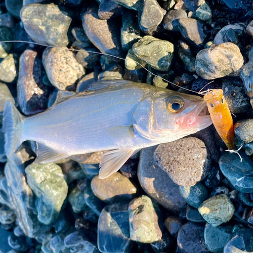 セイゴ（ヒラスズキ）の釣果