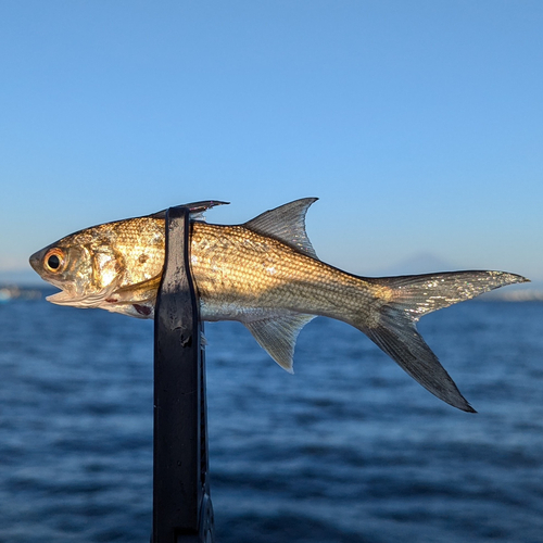 ツバメコノシロの釣果