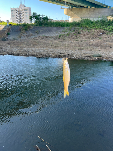 ウグイの釣果