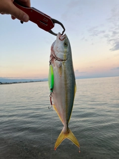 コゾクラの釣果