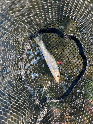 ニゴイの釣果