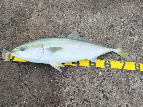 メジロの釣果