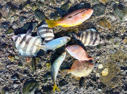 イシダイの釣果