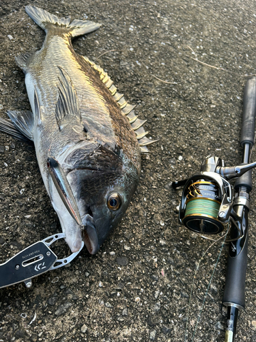 チヌの釣果