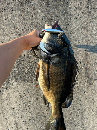 チヌの釣果