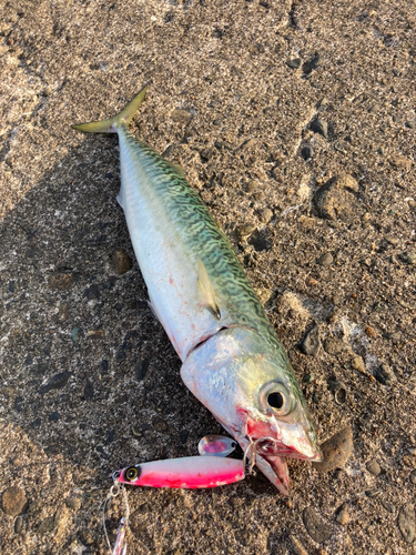 サバの釣果