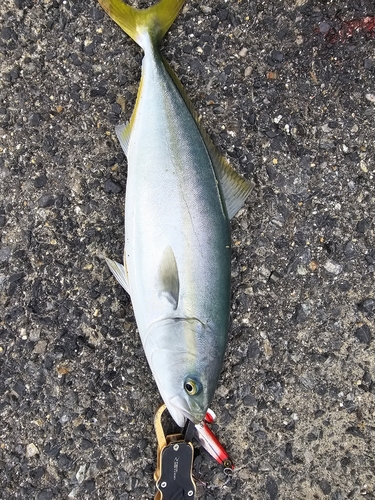 ヤズの釣果