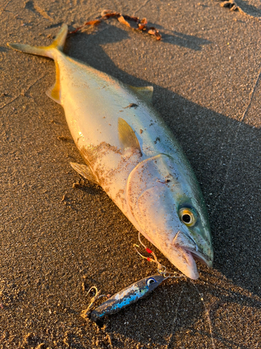 ワカシの釣果