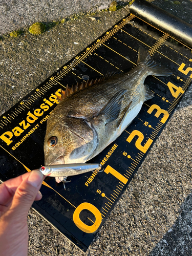 チヌの釣果