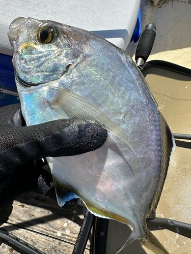 カイワリの釣果