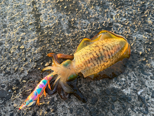 アオリイカの釣果