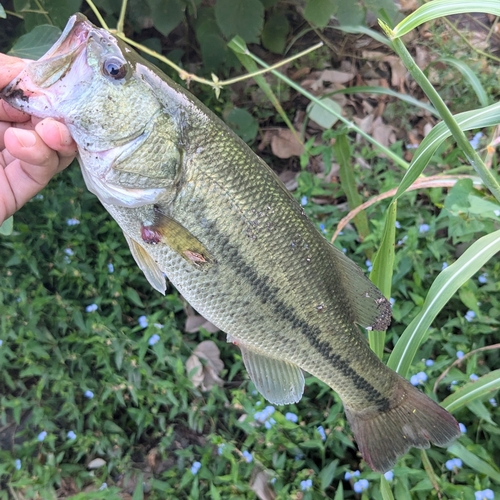 ラージマウスバスの釣果