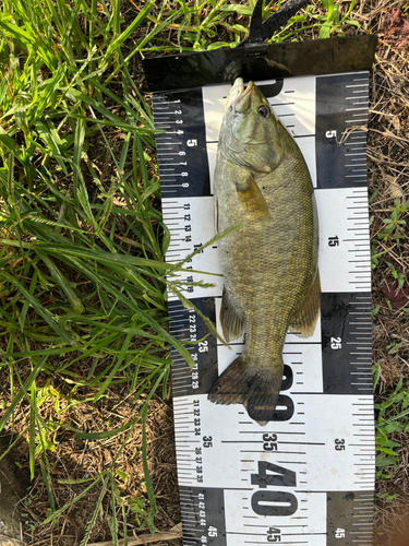 スモールマウスバスの釣果