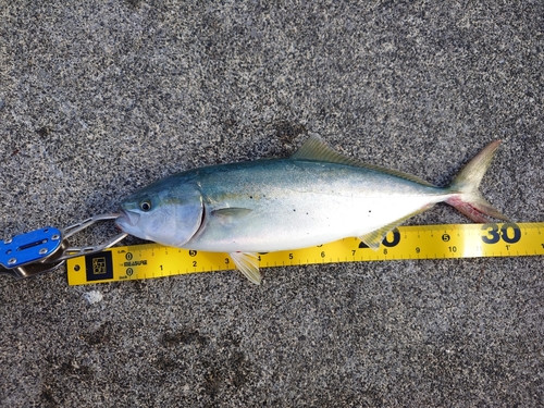 ワカシの釣果