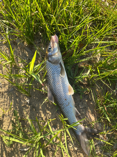 ニゴイの釣果