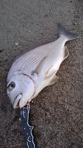 ヘダイの釣果