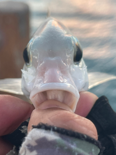 ジューマー(ヒトスジタマガシラ)の釣果