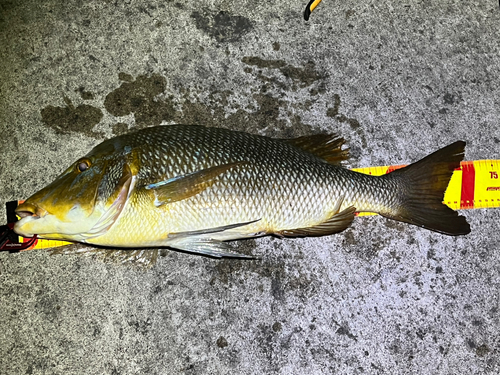 ハマフエフキの釣果