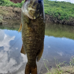 スモールマウスバス