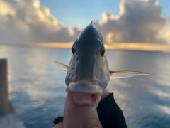 イソフエフキの釣果