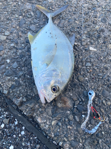 メッキの釣果