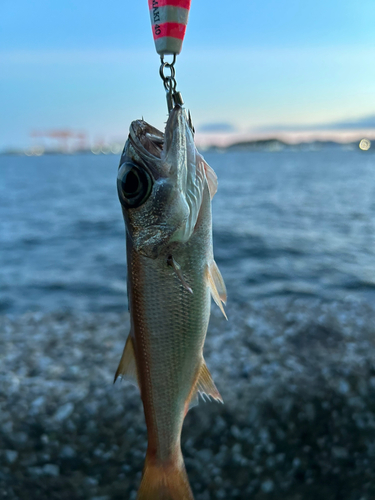 釣果