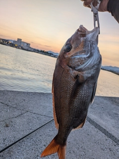 マダイの釣果