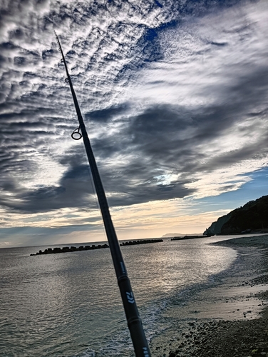 アブラボウズの釣果