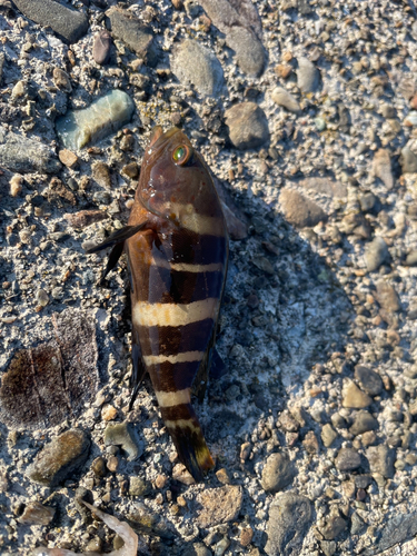 アオハタの釣果