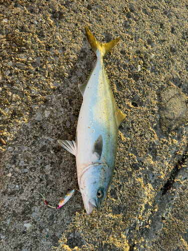 イナダの釣果