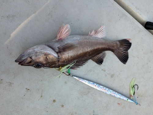 アラの釣果