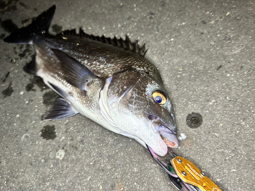 クロダイの釣果