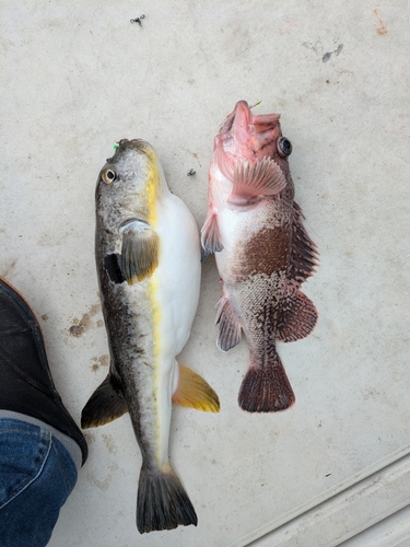 マフグの釣果