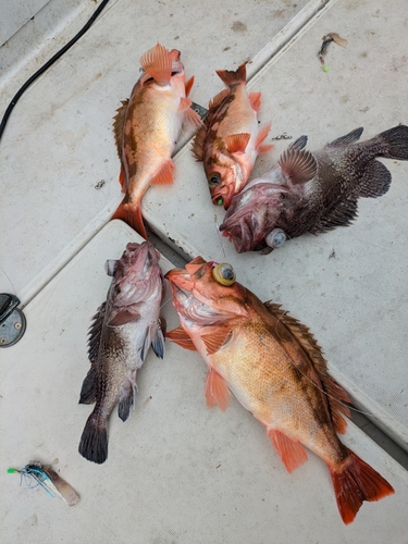 ウスメバルの釣果