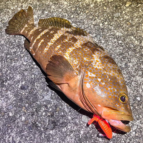 アコウの釣果