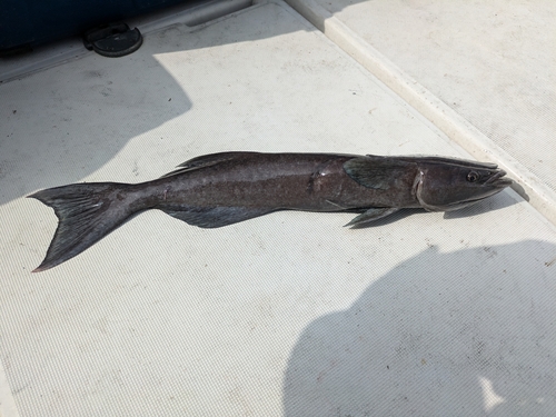 コバンザメの釣果