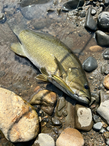 スモールマウスバスの釣果