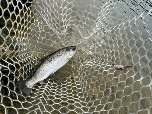 ニジマスの釣果