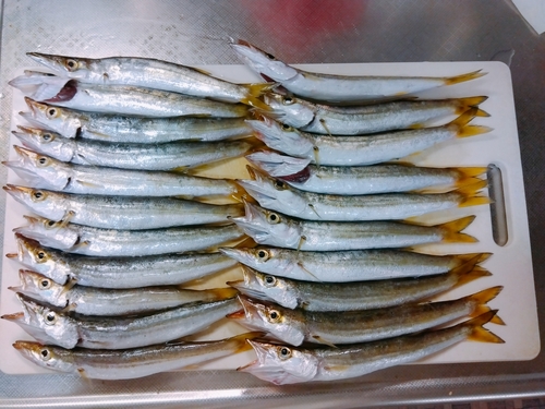 カマスの釣果