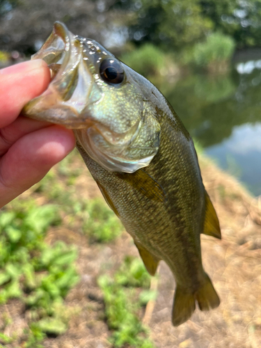 ラージマウスバスの釣果