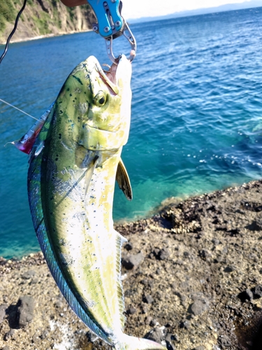 シイラの釣果