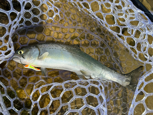 ニジマスの釣果