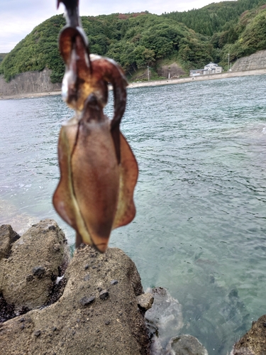 アオリイカの釣果