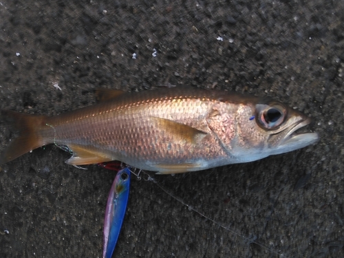 ムツの釣果