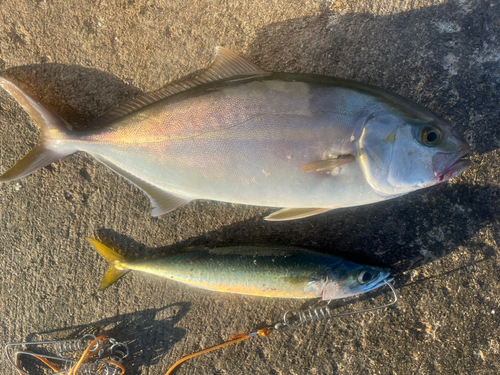 ショゴの釣果