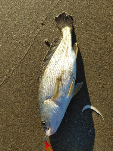 イシモチの釣果