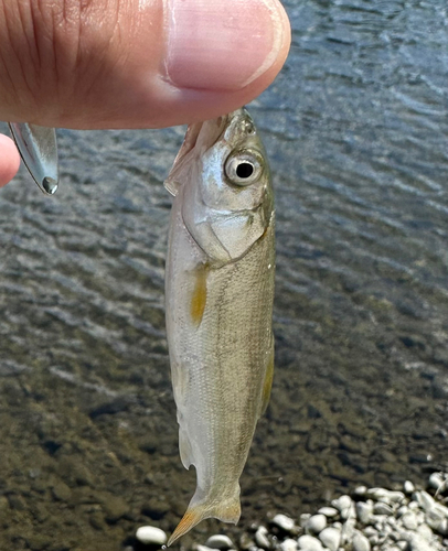 ウグイの釣果