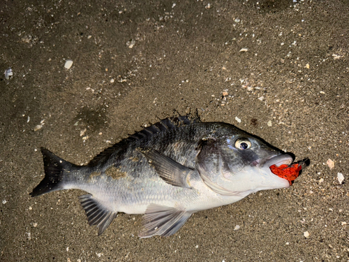 チヌの釣果