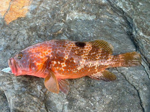 キジハタの釣果